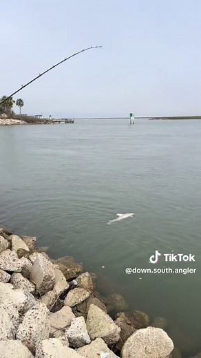 Shark season incoming ? Shout out to my videographer my niece ❤️ #saltwaterfishing #bigfish #fyp #shark #sharkfishing #blacktipshark