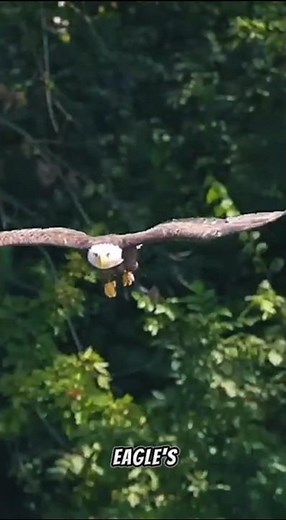 eagles are aerial predators hunting prey