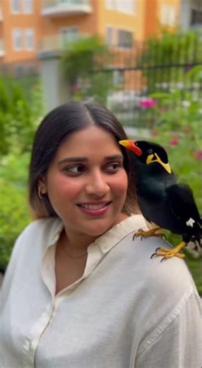 Funny and Smart Myna Talking Bird 17 #birds #talkingbird #funny #smartbirds #cute #comedy #parrot