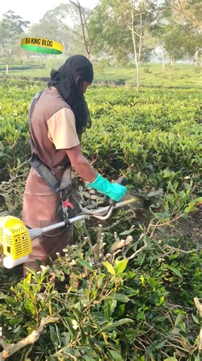 tea garden pluning machine | brush cutter machine #farming #cuttingmachine #agriculture