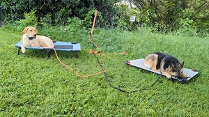 This is 6 month old Kash and 6 year old Kalesie currently enrolled in a two week Board and Train learning to focus on the command and to not react on impulse. This is a very useful command when there's multiple dogs inside the home. #rockytopk9 #knoxvilledogtrainer #TNdogtrainer #DogObedienceTraining #dog #DogTraining #dogobedience #sevierville #dogboarding #doggrooming | Rocky Top K9, LLC