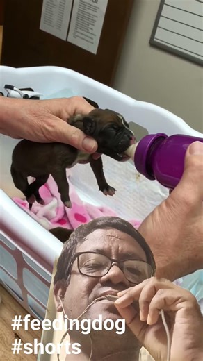 Feeding New born Dog #feeding #new #dogs #shorts