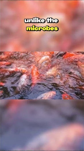 Top Ten Species That Live in Acidic Waters: Kyeema Fish (Galaxiella toourtkoourt)
