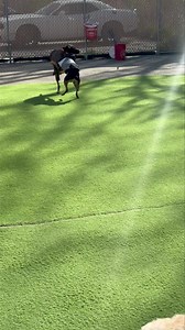 Lainey & Lizzy | School of Bark LLC -Muskego | Facebook