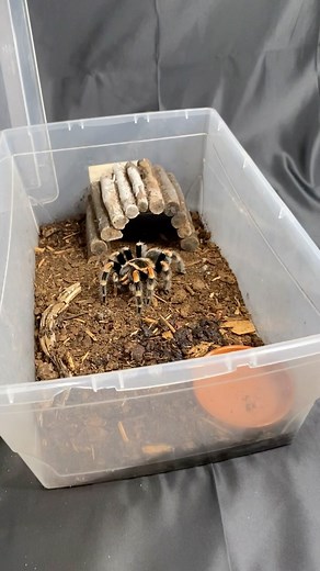Let’s feed Ruby, my female Mexican Red-Knee Tarantula (Brachypelma hamorii), a few superworms! Did you know tarantulas have very poor eyesight? They rely heavily on movement and feeling vibrations to locate their prey. Notice how Ruby taps her toes, feeling for the worms as they crawl around? Pretty neat! • #reptiliatus #spider #brachypelma #brachypelmahomorii #tarantula #tarantulas #tarantulasofinstagram #reels #viral #instagram #pet #animal #arachnid #pets #animalsofinstagram #spiders #reptile