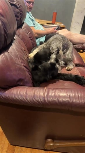 Zara the Mini, schooling three-month-old Giant Schnauzers like it’s her full-time job. Size? Irrelevant. Respect the queen. Life without this tiny tyrant? Could never. | Skyline Giant Schnauzers