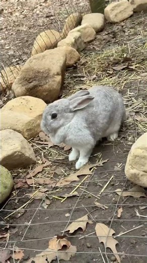 Adding wire to the rabbit’s cage