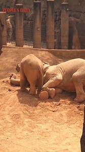 Like human babies, this elephant cub in Yunnan is also super clingy during nap time! | People's Daily, China
