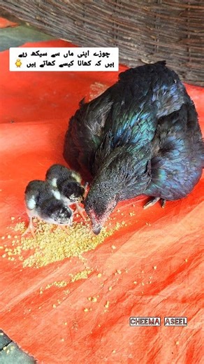 6.2K views · 115 reactions | Aseel Chicks First Feed with Mother  | Learning to Eat Naturally #Aseel #reels #cheema_aseel #rooster #aseellovers | Cheema Aseel | Facebook