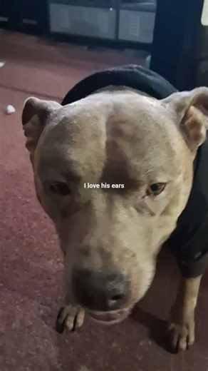 The Gotti show ep.I can sit. #pitbull