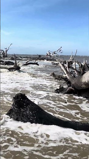 Driftwood Beach on Jekyll Island 🌊 | Georgia’s Most Unique Beach
