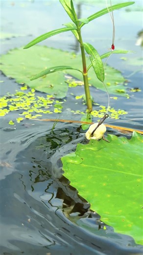 Fish Traps #reels #Amazing | Amazon Fishing Life