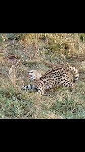 13K reactions · 76 shares | Lion kill poor kid  #viralshorts #viralvideoシ #fypシ゚viralシfypシ゚viralシalシ #wildlife #reelsfypシ #facebookviral #wildanimals #viralreelsfb #wildlifephotography #viralreelsシ #wildlifeplanet #fypシ゚viralシ #wildlifeconservation #instagram #wildlifephotographer | Äb Hâ M Îđ | Facebook