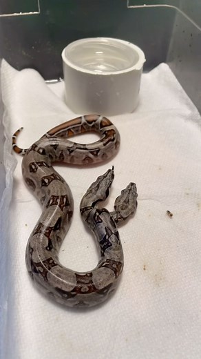 ✌🏼❤️🐍 on Instagram: "Full video on YouTube - Nature’s oddity, seeing double in the world of serpents🐍🐍 #twoheadsarebetterthanone #twoheadedsnake #redtailboa"