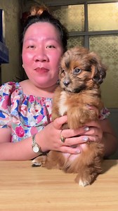 Các Giống Chó Dễ Thương Tại Việt Nam