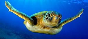 38 Interesting Sea Turtle Facts | Sea Turtle Facts