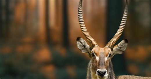 Scientists Are Trying To Save One Of The Rarest Mammals In The World: The Asian Unicorn