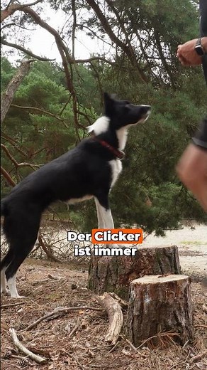 Warum der Clicker dein Hundetraining turbo-schnell macht 🐶💥 | Clickertraining einfach erklärt!