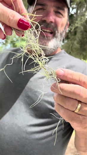 Even Tim is coming up with craft ideas out in nature! What’s this stuff really called? 🤔