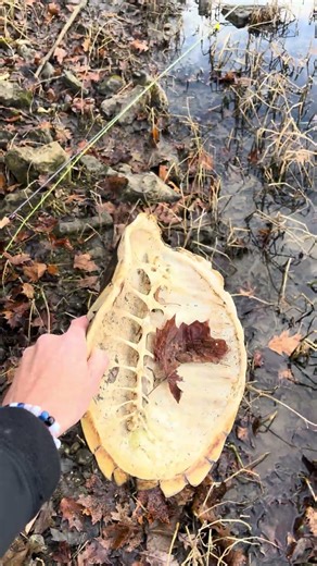 Found a giant turtle shell while #flyfishing #creekfishing #outdoorboys
