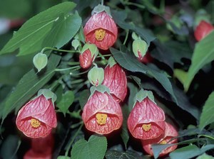 The Propagation of Abutilon