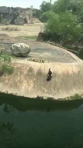 16K views · 213 reactions | A duck is trying to get her babies into the water #yourshotphotographer #kings_birds #your_best_birds #birdies #bestbirdshots #feather_perfection #earthcapture #birdphoto #pond #birdphotography | Eyes on nature | Facebook