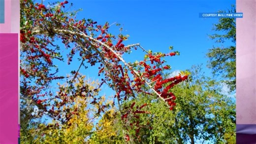 Yaupon Holly Tips From Barton Springs Nursery