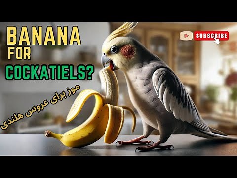 Can Cockatiels Eat Bananas? | Safe Treats for Your Bird