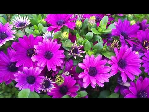 癒やしの花【美しい花の動画】