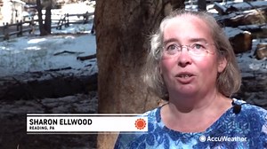 World’s largest trees spared from California's KNP Complex Fire