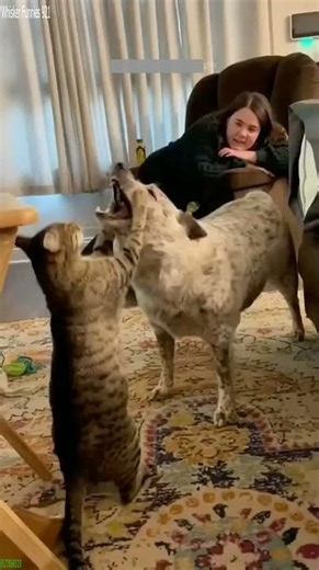 Funny Cats 2025 😅 funny cats meme 🥰 # Ep 2490