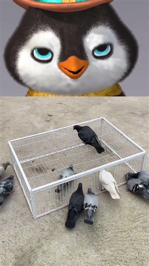 Watch How This Clever Pigeon Trap Works