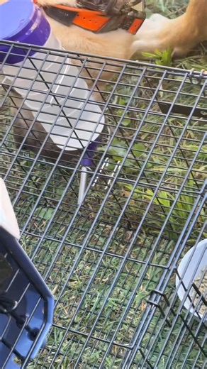 Az guards the rabbits with his life #aslandog #lgd #rabbits #narrowayhomestead #homesteadtoktok #offgridlife | Nate Petroski