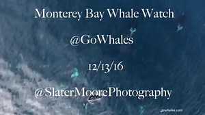 575K views · 2.1K reactions | Offshore Killer Whales today! We...