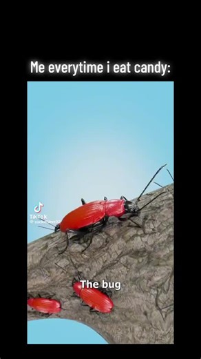 #pov #insect #candy #bigbag #tree | candy