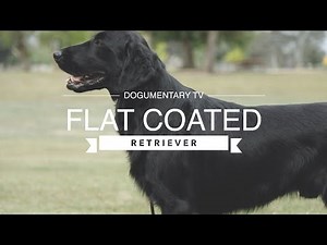 LOVING THE FLAT COATED RETRIEVER