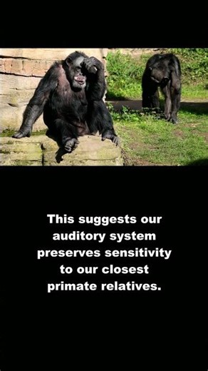Chimpanzee: Human Brain Lights Up for Chimp Calls! #Shorts #animals