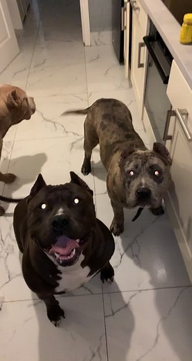 Ultimate bully’s (@ultimatebullys0)’s videos with Juicy - The Notorious B.I.G.