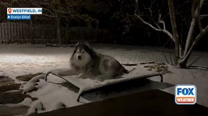 34K views · 586 reactions | Who else's dog doesn't come inside when it snows? Halen the Husky was loving this morning's first snow of the season in Indiana. ❄️ | FOX Weather | Facebook