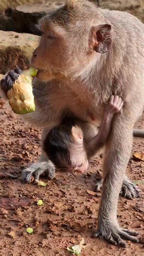 #monkey #animals | Popular Monkey