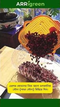 Mineral Water Bottle Eco Fish Tank 🐟 | No Filter, No Pump | ARRigreen