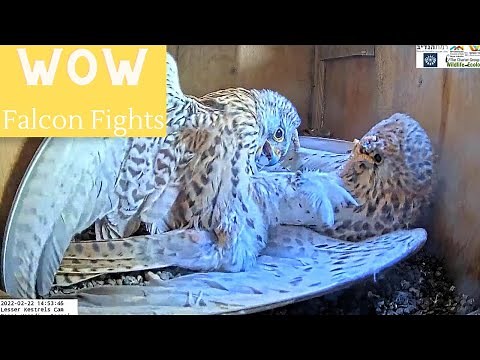 Craziest Falcon Fights Ever! 3 WILD lesser kestrels territorial fights. View Discretion Advised