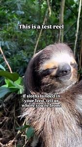 2.3K views · 7.6K reactions | The Sloth Conservation Foundation on Reels | Facebook