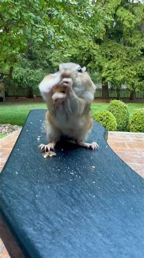 Just one more! #backyardwildlife #chipmunk #funnyanimals