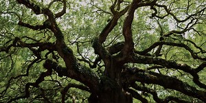 ORGANIC Leadership™ - ORGANIC agility®