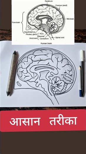 Human brain diagram class Class 10 Science #class10 #cbse
