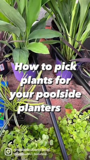Poolside planters enhance the ambiance of your pool and help create an inviting space for you to enjoy or share with your guests. Check out our top tips for selecting plants for your pool side planters! Do you have any favorite poolside plants? Let us know! 🪴#poolsideplants #plants #swimmingpool #fyp #tips