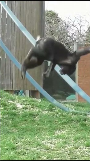 Chimp Performs INSANE Backflip Off a Post!