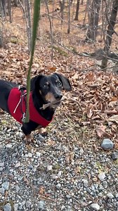 “Since I don’t hear as well these days, Dad really has to yell his praises of my sticks! So if you’d like to tell me how you like this one, please YELL IT LOUDLY.” ~ Crusoe | Crusoe the Celebrity Dachshund