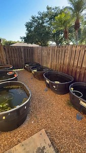 Collecting eggs and growing tons of Medaka Ricefish in my outdoor breeding ponds! #medaka #ricefish #fishbreeding #dakuaquatics #fishkeeping #aquarium #aquariumhobby #fish #aquascape #freshwateraquarium #aquariumfish #plantedtank #aquariums #tropicalfish #fishkeeper #aquascaping #aquariumlife #plantedaquarium #nanofish #aquariumsofinstagram #freshwaterfish #freshwatertank #aquascaper #natureaquarium #freshwater #fishofinstagram #nature #nanotank #fishroom | Daku Aquatics